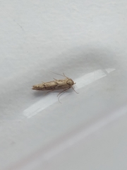 Blastobasis adustella