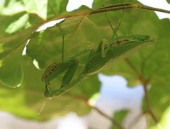 Hierodula pustulifera