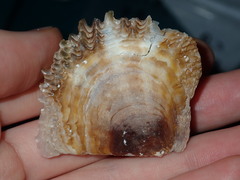 Pinctada imbricata