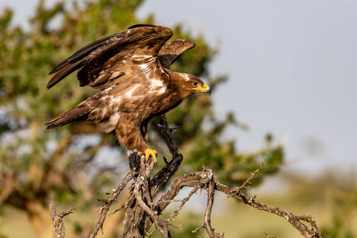 Steppe Eagle
