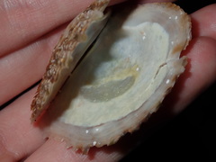 Pinctada imbricata