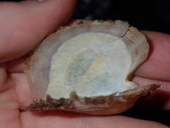 Pinctada imbricata