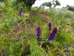 Vicia eriocarpa