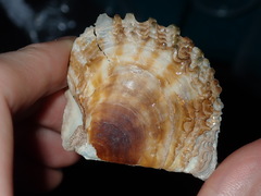 Pinctada imbricata