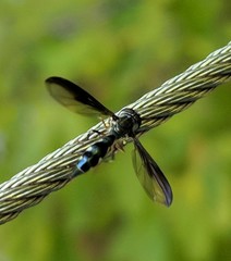 Pelecinobaccha costata