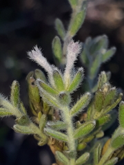 Gnidia nodiflora