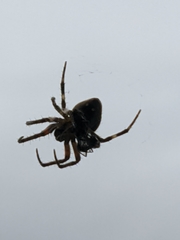 Araneidae