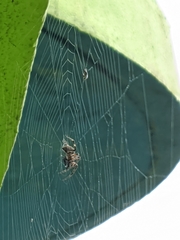 Araneidae