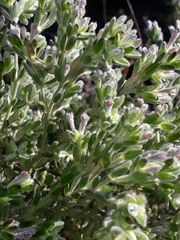 Gnidia nodiflora