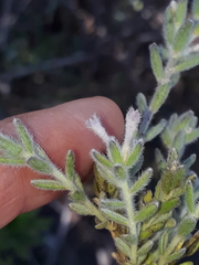 Gnidia nodiflora