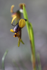 Diuris palustris
