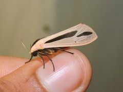 Creatonotos gangis-interrupta agg