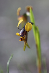 Diuris palustris