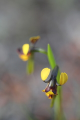 Diuris palustris