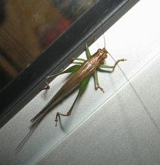 Conocephalus attenuatus