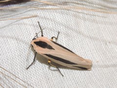 Creatonotos gangis-interrupta agg