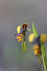 Diuris palustris