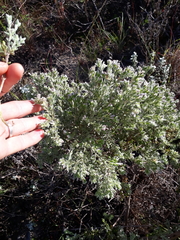 Gnidia nodiflora