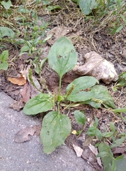 Plantago major