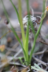 Diuris palustris
