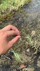 Asiagomphus pacificus