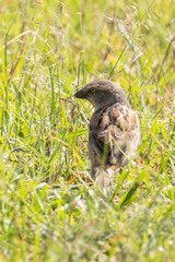 Passer rufocinctus