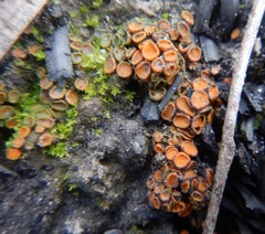 Anthracobia muelleri