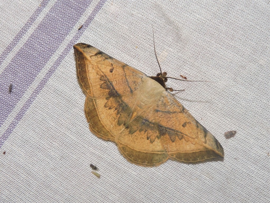 Entomogramma mediocris
