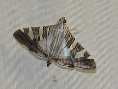 Glyphodes stolalis