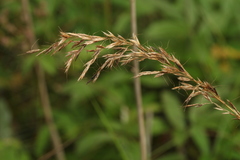 Trisetum sibiricum