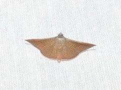 Banisia