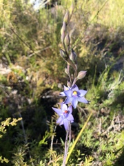 Thelymitra malvina