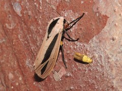Creatonotos gangis-interrupta agg