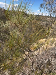 Acacia calantha