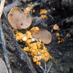 Anthracobia muelleri