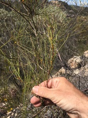 Acacia calantha