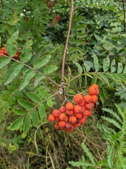 Sorbus aucuparia