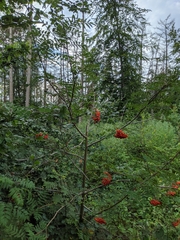 Sorbus aucuparia