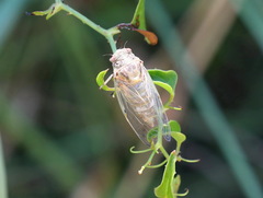 Cicadatra atra