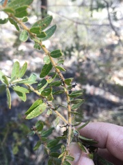 Acacia leichhardtii