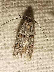 Symmocoides oxybiella