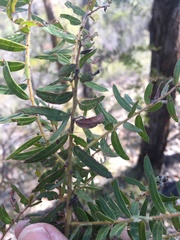Acacia leichhardtii