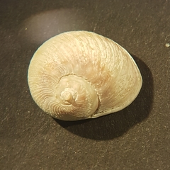 Neritoidea