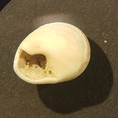 Neritoidea