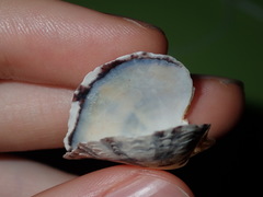 Pterioidea