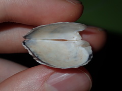 Pterioidea