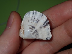 Pterioidea