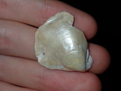 Pinctada