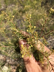Acacia islana