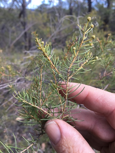 Acacia islana